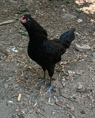 Gallo Araucana Inglese