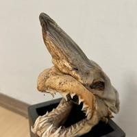 Testa di squalo essiccata da collezione piccola