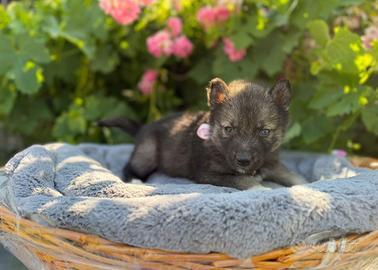 Siberian Husky con pedigree