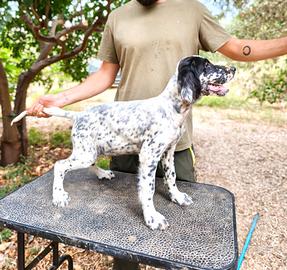 Setter Inglese Femmina 3 Mesi Radentis/Raiano