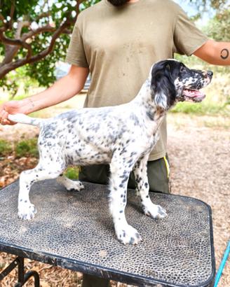 Setter Inglese Femmina 3 Mesi Radentis/Raiano