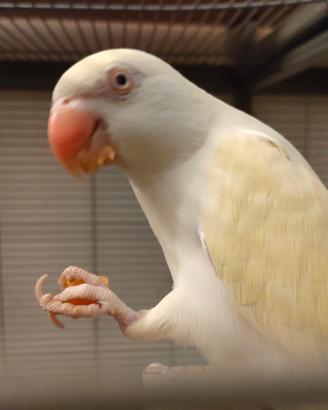 Parrocchetto dal collare allevato a mano