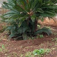 pianta cycas