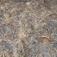 LETAME PECORA E CAPRA