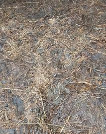 LETAME PECORA E CAPRA