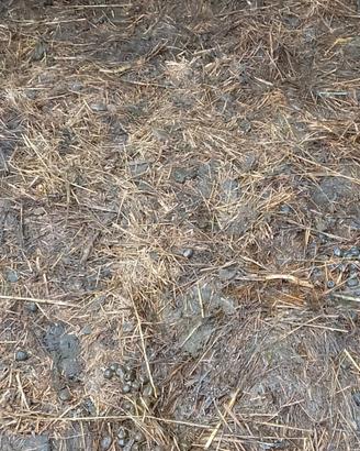 LETAME PECORA E CAPRA