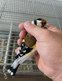 Cardellina mayor acianica