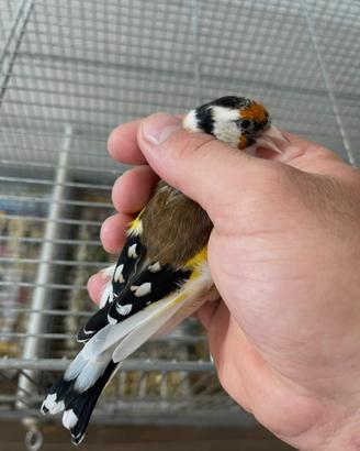 Cardellina mayor acianica
