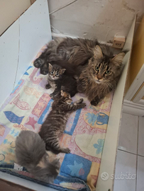 Gattini Maine Coon disponibile per dicembre