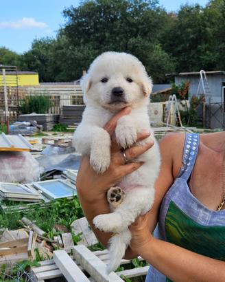 Cuccioli di pastore maremmano abruzzese