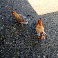 Galline