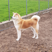 Akita inu