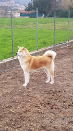Akita inu