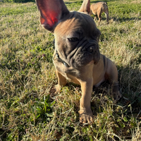 Cucciola di Bulldog Francese
