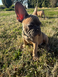 Cucciola di Bulldog Francese