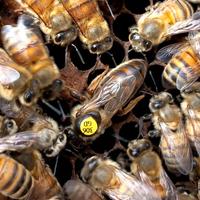 Api Regine Carnica e Buckfast