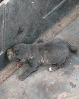 Cane corso