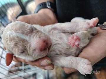 Cuccioli di Lagotto Romagnolo con pedigree