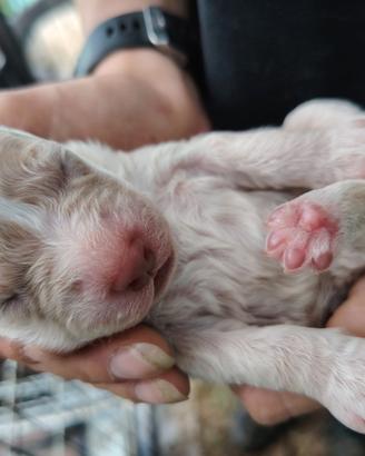 Cuccioli di Lagotto Romagnolo con pedigree