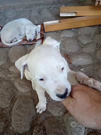 Cuccioli di cane dogo argentino