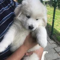 Cucciolo di Maremmano