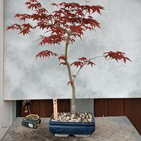 bonsai acero deshojo 