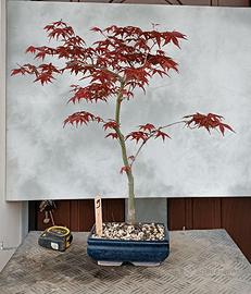 bonsai acero deshojo 