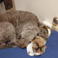 Lagotto romagnolo