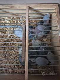 Pappagalli parrocchetti dal collare