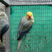 Parrocchetto dal collare