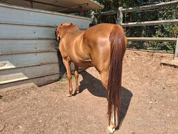Cavalla PSI