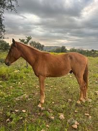 Puledro circa 3 anni