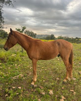 Puledro circa 3 anni