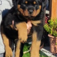 Cuccioli rottweiler