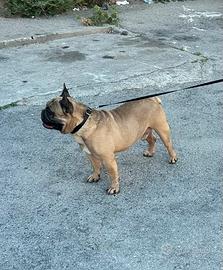 Bulldog francese per monta