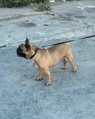Bulldog francese per monta