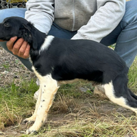 Cane Breton