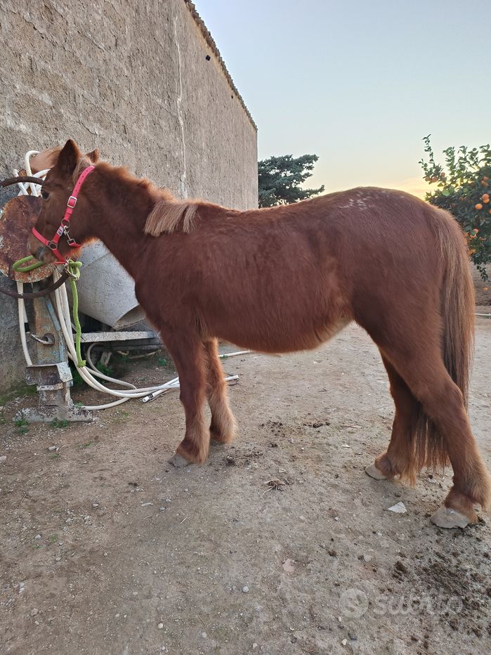 Gea mini mini pony - Disponibile puledrina “ appaloosa coperta