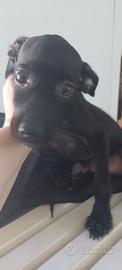 Cagnolino incrocio pincher