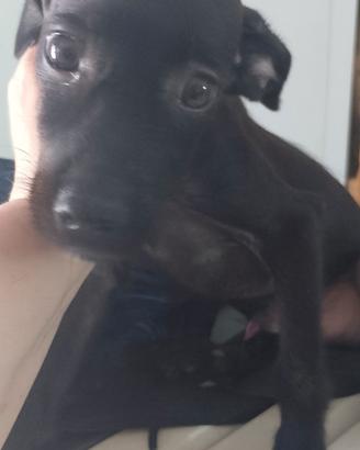 Cagnolino incrocio pincher