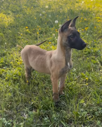 Cucciola di pastore belga Malinois