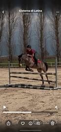 Pony da salto ostacoli