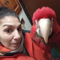 Pappagallo ara chloroptera