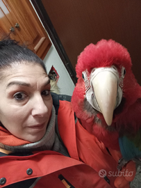 Pappagallo ara chloroptera