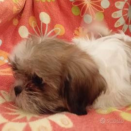 Cuccioli di shitzu