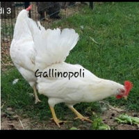 Ovaiole classiche,moroseta,cocincina nana ,cemani