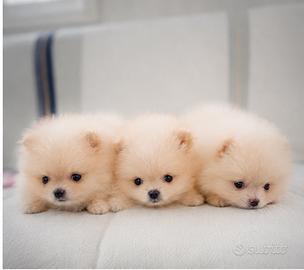 Spitz Nano Tedesco (Pomerania) con Pedigree ENCI