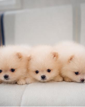 Spitz Nano Tedesco (Pomerania) con Pedigree ENCI