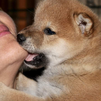 Super cuccioli di Shiba inu con pedigree