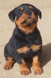 Disponibili cuccioli Rottweiler